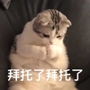 萌宠 喵星人 拜托了拜托了 球球你啦 呆萌 可爱