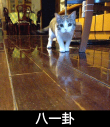 八一卦 猫咪 地板 向前走