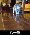 八一卦 猫咪 地板 向前走