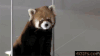 小浣熊 顽皮 卖萌 呆萌