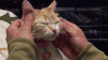 猫咪 宠物 按摩 享受