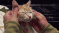 猫咪 宠物 按摩 享受