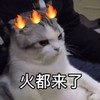 萌宠 喵星人 一肚子火 火都来了 呆萌 憨憨
