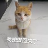 萌宠 猫星人 我挖煤回来了 脏兮兮 呆萌 可爱