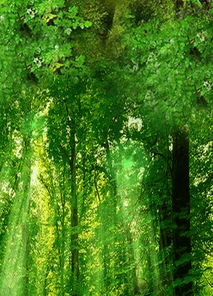 闪光 树木 森林 绿色