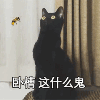 萌宠 猫咪 猫 蒙圈 卧槽 什么鬼