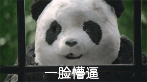 熊猫 国宝 呆望 一脸懵逼
