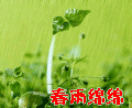 春意浓 春雨绵绵