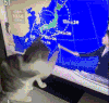 萌宠 猫咪 看电视 可爱