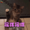 萌宠 猫 猫咪 喵星人 摇摆摇摆 开心 soogif soogif出品