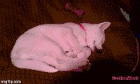 哈士奇 Siberian husky 二哈 翻身 萌