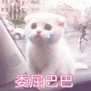 萌宠 喵星人 委屈巴巴 猫 搞怪 可爱