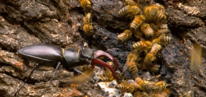 昆虫 甲壳虫 神话的森林 纪录片 蜜蜂
