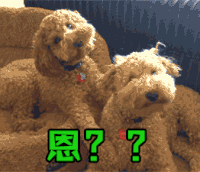 恩？？？  疑问   懵逼   狗