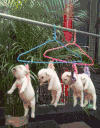 萌宠 狗 幼犬 汪星人 可爱 搞怪
