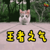 猫 萌宠 可爱 soogif soogif出品 王者之前