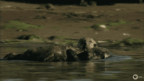 水獭 探头 懵 浮 otter
