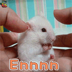 萌宠 仓鼠 ennn soogif soogif出品