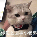 萌宠 猫咪 猫 喵星人 你怎么回事小老弟 小老弟 搞怪