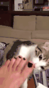 猫咪 喵星人 舔脚丫 可爱