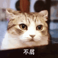 萌宠 猫星人 不屑 不想看 搞怪 呆萌