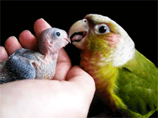 鸟 bird 喂食 母子