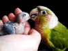 鸟 bird 喂食 母子