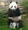 萌宠 熊猫 哼 生气 搞怪 呆萌