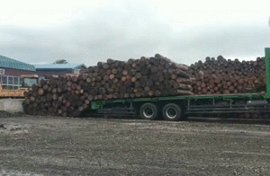 高手在民间 卸车 木头 货车