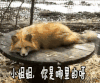 你是哪里的 撩 狐狸