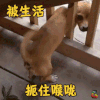 萌宠 狗 被生活扼住喉咙 搞怪 soogif soogif出品