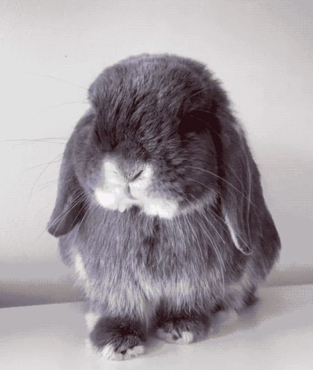兔子 萌宠 小巧 可爱