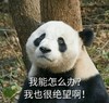 萌宠 熊猫 我能怎么办 我也很绝望啊 委屈 呆萌 可爱