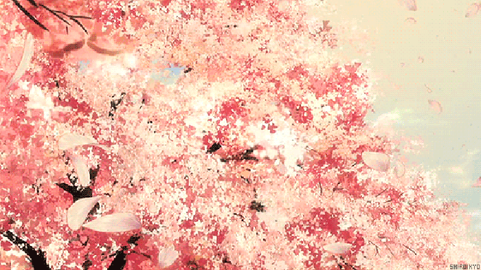 樱花 风景 二次元 动漫