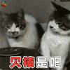 萌宠 猫咪 猫 生气 欠揍是吧