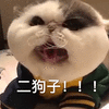 萌宠 猫咪 猫 喵星人 二狗子 搞怪