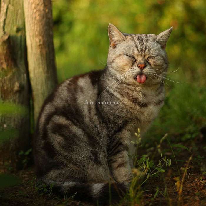 猫咪 树林 闭眼 吐舌头