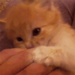 猫咪 吃手指 可爱 萌萌哒