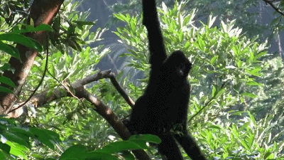 猴子 可爱 攀爬 树枝