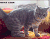 喵星人 尴尬 哈哈 好奇 玩尾巴 摔倒 萌宠 猫