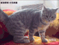喵星人 尴尬 哈哈 好奇 玩尾巴 摔倒 萌宠 猫
