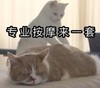 萌宠 喵星人 专业按摩来一套 按摩师上线 可爱 搞怪