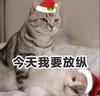 萌宠 猫星人 今天我要放纵 开心 呆萌 可爱