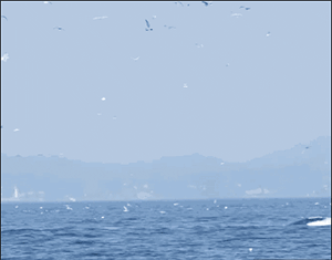 大海 海鸥 海豚 动物
