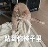 萌宠 猫星人 钻到你被子里 急不可耐 呆萌 可爱