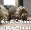 猫咪 喵星人 文字表情包 搞笑 四川话