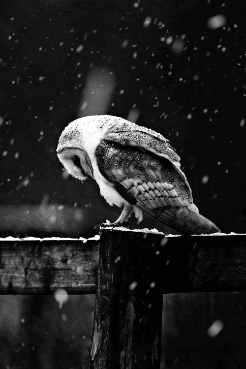 小鸟 下雪了 雪花 黑色