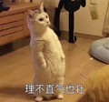 猫咪 站立 大眼睛 理不直气也壮