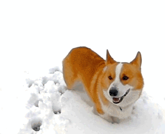 柯基 雪地 慢动作 吃 蠢萌 魔性 corgi