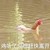 母鸡 河水 红冠子 鸡听了只想赶快离开